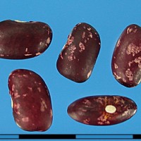 G51064A seed.jpg