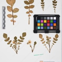 CIP 761452_OCH 12089_01.jpg