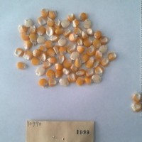 CIMMYTMA 1099 - Reference Inventory.jpg