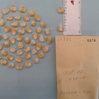CIMMYTMA 6074 - Reference Inventory.jpg