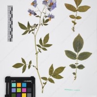 CIP 761450_OCH 12086b_04.jpg