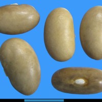 G52368 seed.jpg