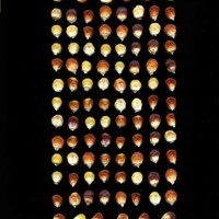 CIMMYTMA 10424 APUC 163 TC18U-2903-4 K.jpg