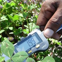 Trifolium baccarinii_839 (4).jpg