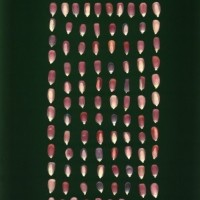 CIMMYTMA 7714 PUEB 505 BA 2021 U 2903 251 K_compress.jpg