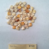 CIMMYTMA 3203 - Reference Inventory.jpg