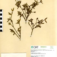 2769 herbarium