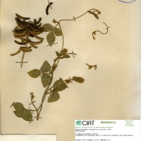 7367 herbarium