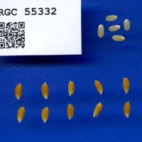 IRGC 55332 Seed Photo