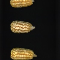 CIMMYTMA 2267 OAXA 28 PV22A-1903-119 E11260 _compress.jpg