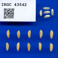IRGC 43542 Seed Photo