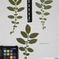 CIP 762633_OCHS 12602_15.jpg