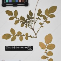 CIP 760367_HHCH 5082_02.jpg