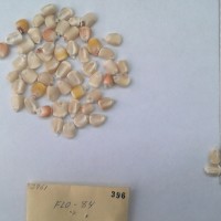 CIMMYTMA 396 - Reference Inventory.jpg