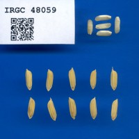 IRGC 48059 Seed Photo