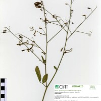 23131 herbarium