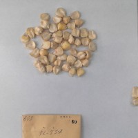 CIMMYTMA 60 - Reference Inventory.jpg