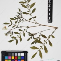 CIP 762631_OCHS 12596_02.jpg