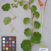 CIP 203001 Herbarium