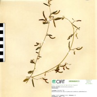 21166 herbarium