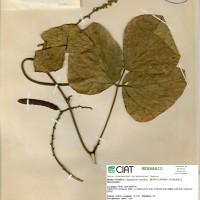 17779 herbarium