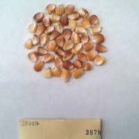 CIMMYTMA 3878 - Reference Inventory.jpg