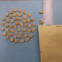 CIMMYTMA 7769 - Reference inventory.jpg