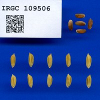 IRGC 109506 Seed Photo