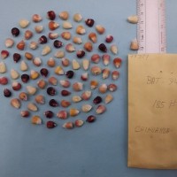 CIMMYTMA 7938 - Reference inventory.jpg