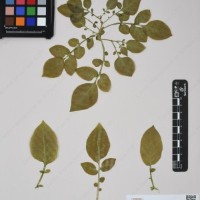 CIP 760462_HHA 6620_03.jpg