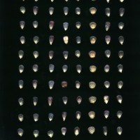 CIMMYTMA 27798 GUAT 1387 TC22U-2903-96 K.jpg