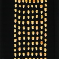 CIMMYTMA 21542 PAZM 07103 AF23A-0903-99 K.jpg