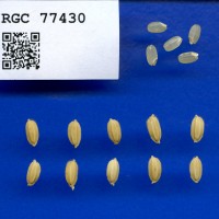 IRGC 77430 Seed Photo