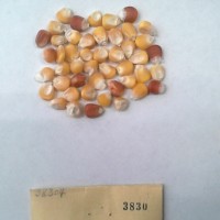 CIMMYTMA 3830 - Reference Inventory.jpg