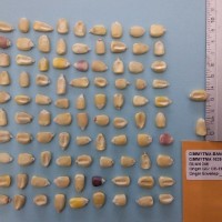 CIMMYTMA 16394 - Reference Inventory.jpg