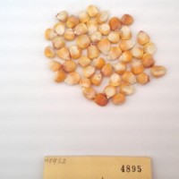 CIMMYTMA 4895 - Reference Inventory.jpg