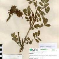 7638 herbarium