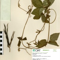 24053 herbarium