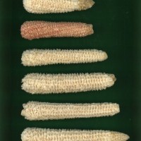 CIMMYTMA 3923 PARA 132 AF19A-0903-101 C.jpg