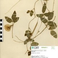 494 herbarium