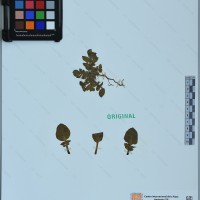 CIP 762340 herbarium