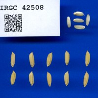 IRGC 42508 Seed Photo