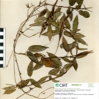 15837 herbarium