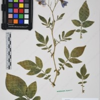 CIP 761450_OCH 12086b_07.jpg