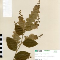 22084 herbarium