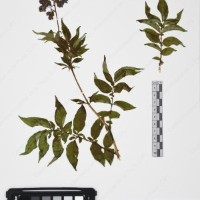 CIP 765705_RPSP 017_01.jpg