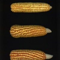 CIMMYTMA 1678 CUBA 76 AF21A 0903 43 E1130 _compress.jpg