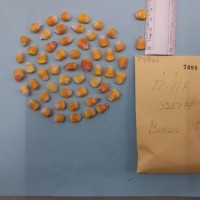 CIMMYTMA 7486 - Reference inventory.jpg