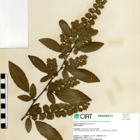 13721 herbarium