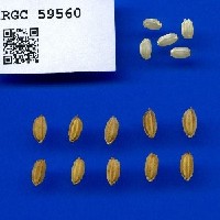 IRGC 59560 Seed Photo